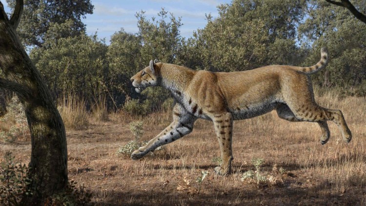 Нож Саблезубый тигр