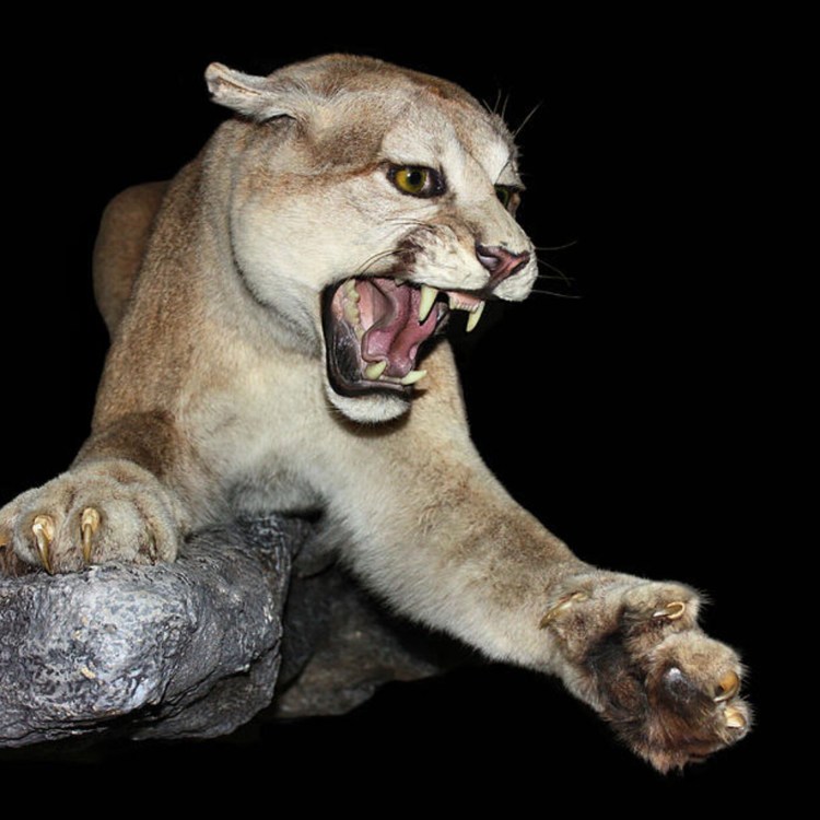 Донской сфинкс злой