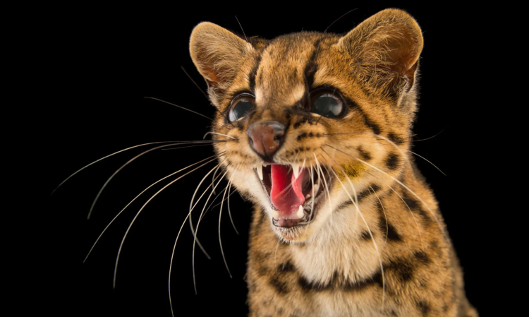 Дымчатый леопард меланист