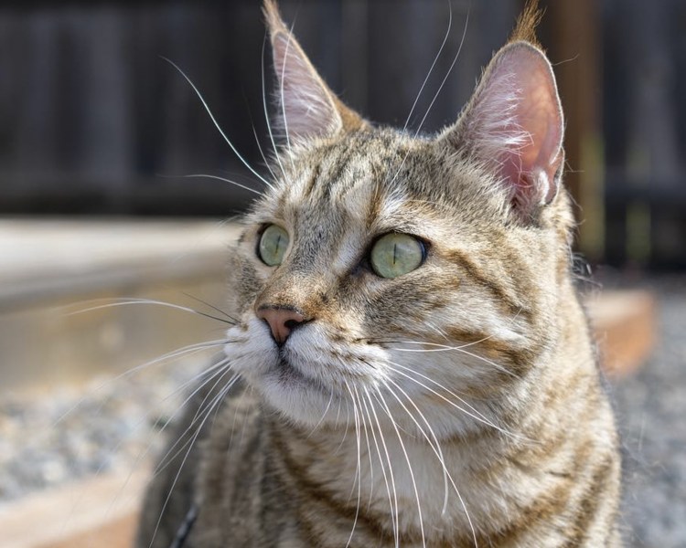 Сунданский дымчатый леопард