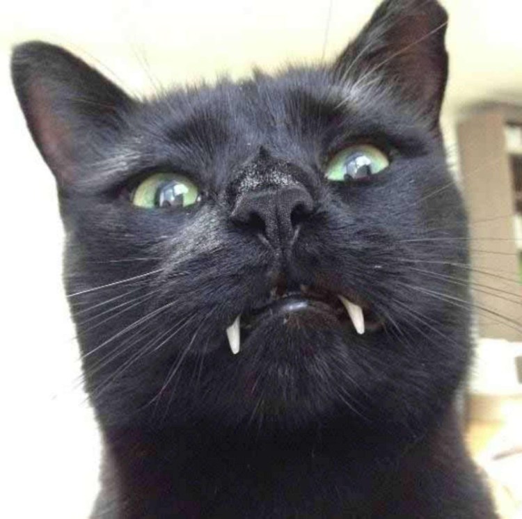 Скоттиш фолд глазки