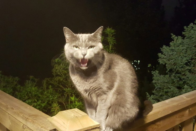 Маурицио Смилодон