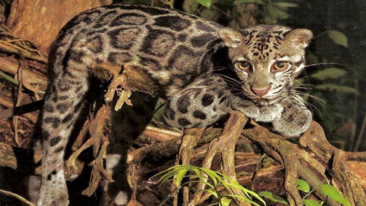 Китайская Гобийская кошка