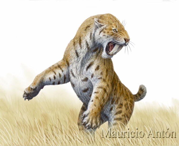 Дымчатый леопард Саблезубый