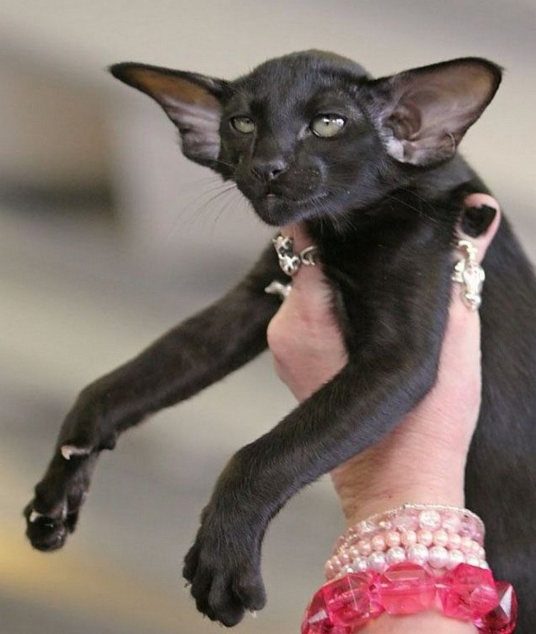 Рыжий кот породы Ориентал