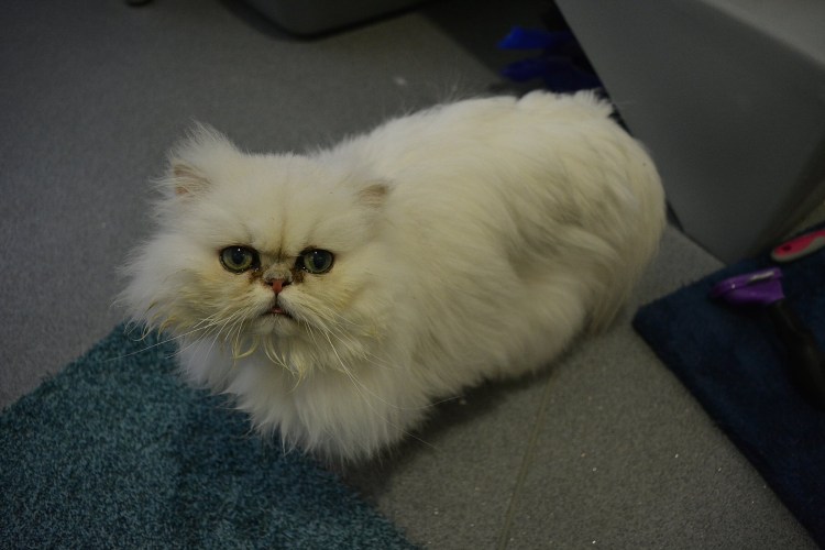 Парикмахер для котов