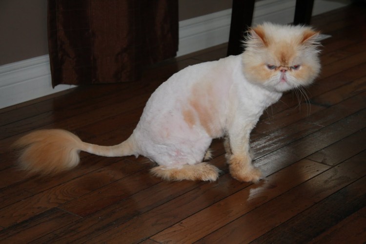 Перс экзот стрижка