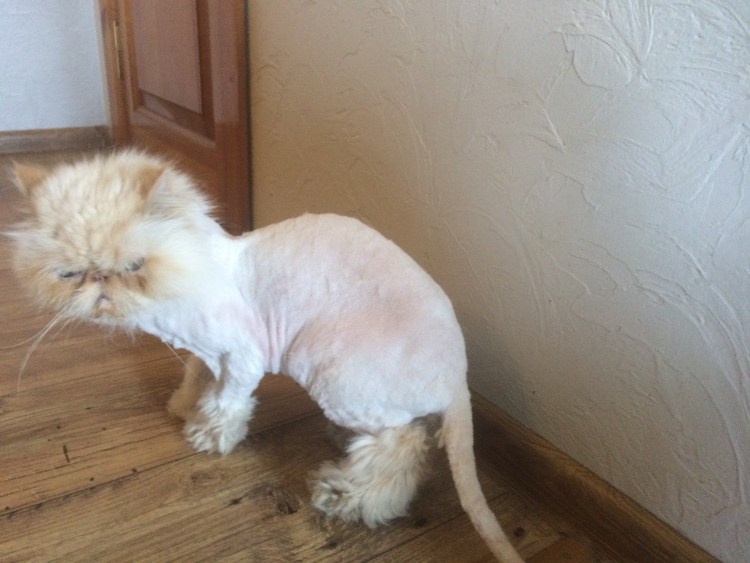 Невская маскарадная кошка вислоухая