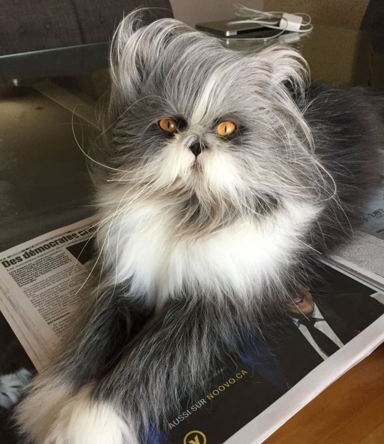 Стрижка персидских кошек