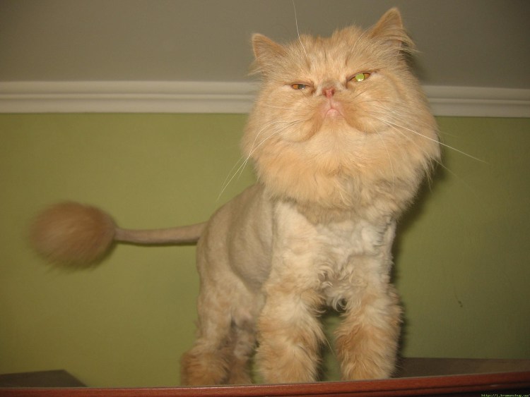 Креативные стрижки котов