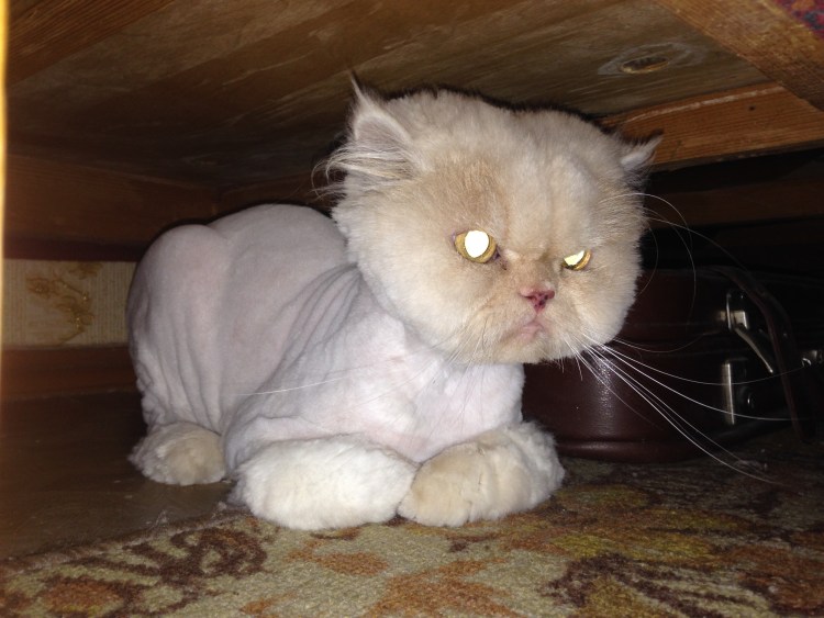 Стрижка длинношерстных кошек