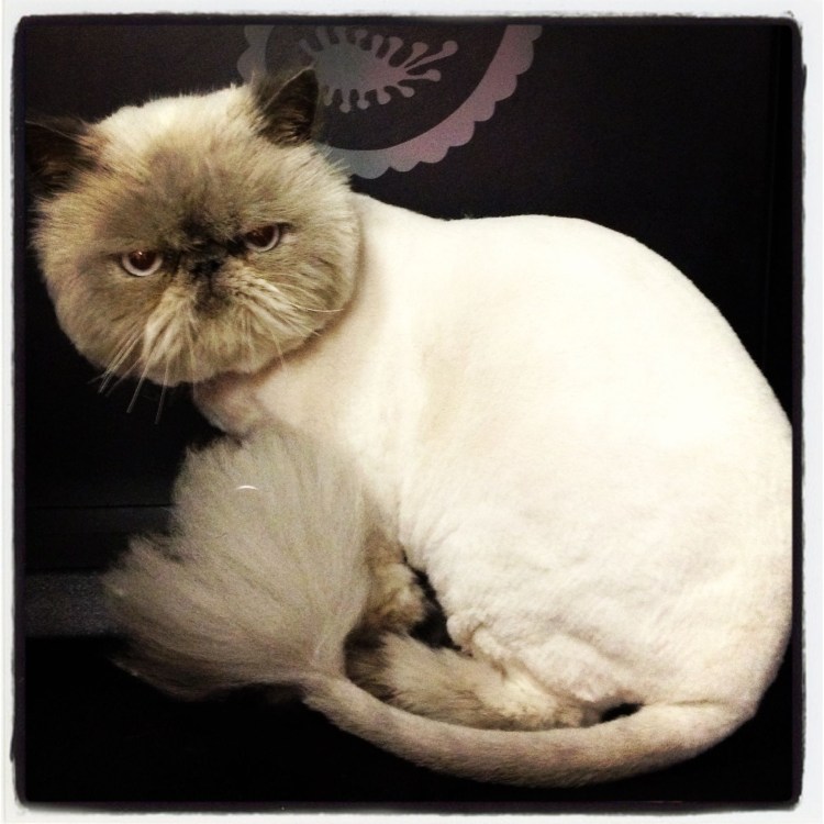 Персидские коты стрижки