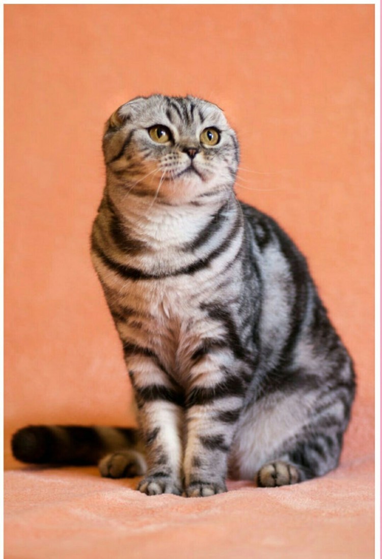 Котенок скоттиш фолд полосатый