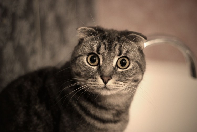 Скоттиш фолд полосатый