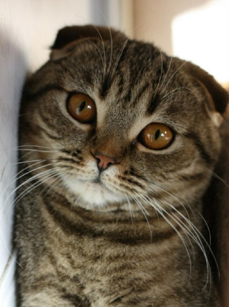 Шотландская вислоухая табби Браун