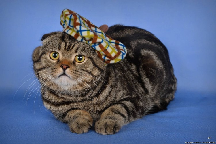 Скоттиш фолд Браун табби