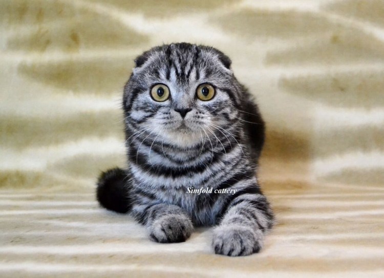 Шотландский вислоухий кот