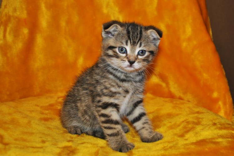 Шотландская вислоухая скотишфолд