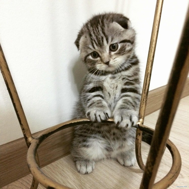 Шотландский вислоухий кот полосатый