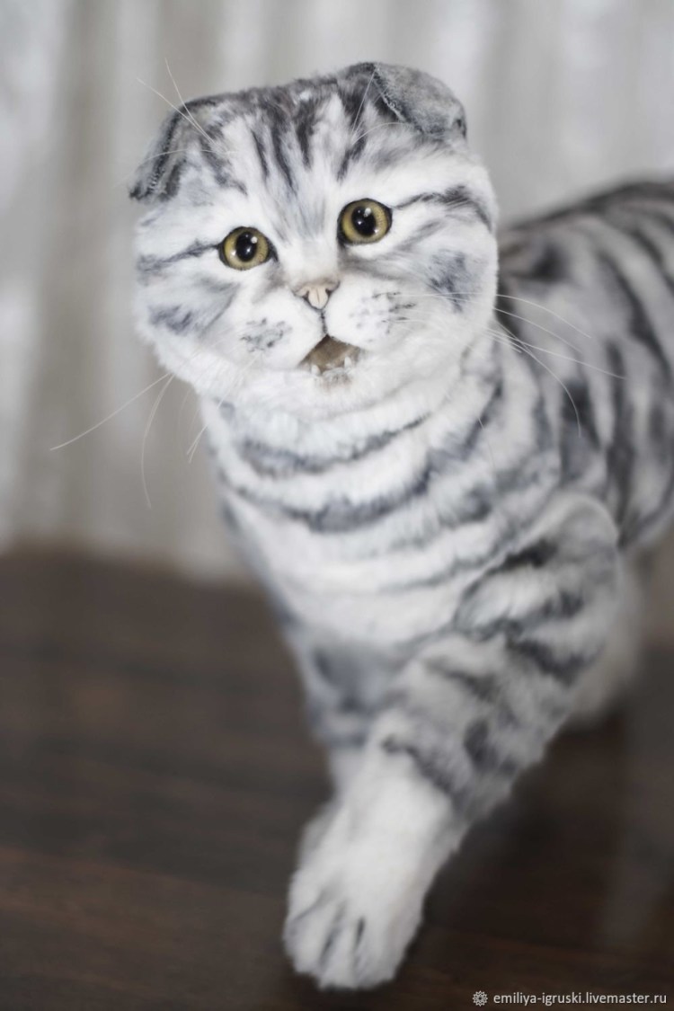 Шотландский скоттиш фолд табби