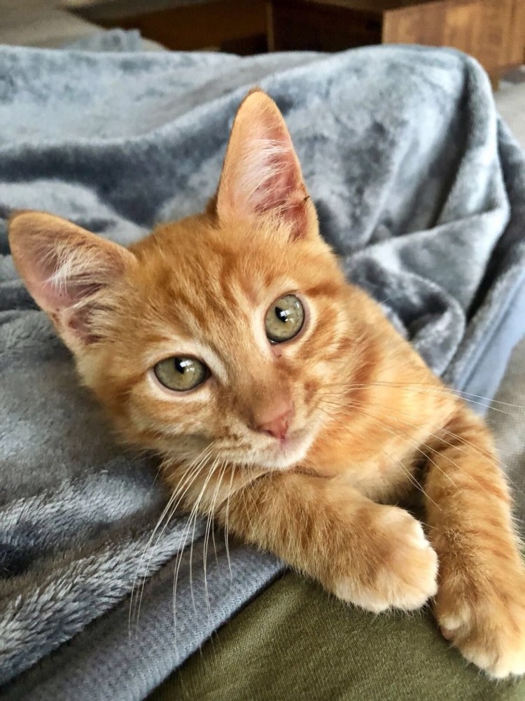 Сибирская кошка рыжая короткошерстная