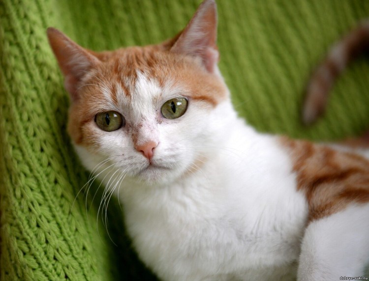 Сибирская кошка рыжая короткошерстная