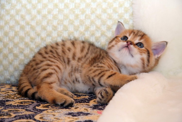 Британские котята полосатые