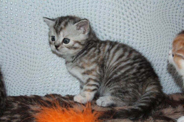 Агути табби