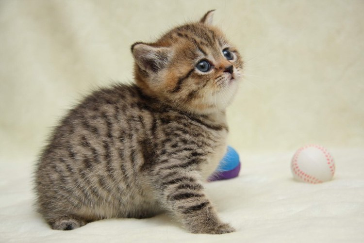 Шотландская скоттиш страйт табби