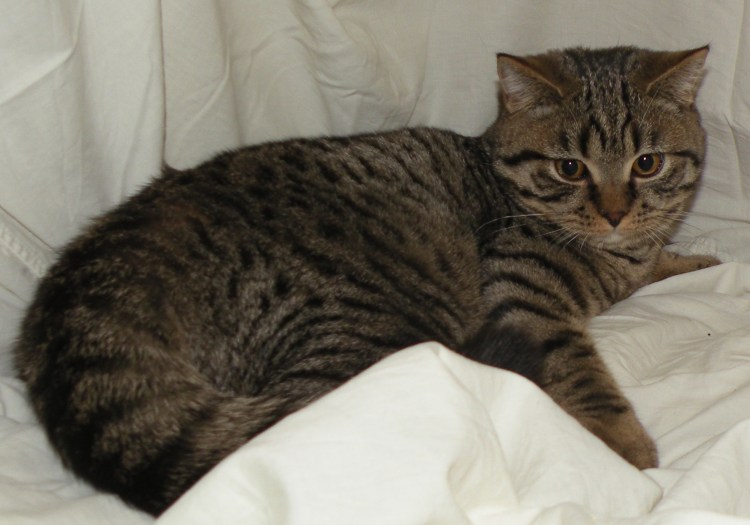 Шотландский Браун табби