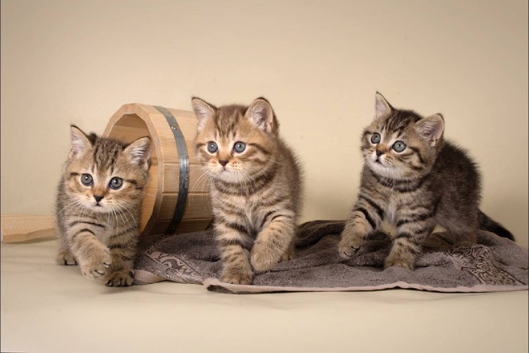 Скоттиш страйт черепаховый