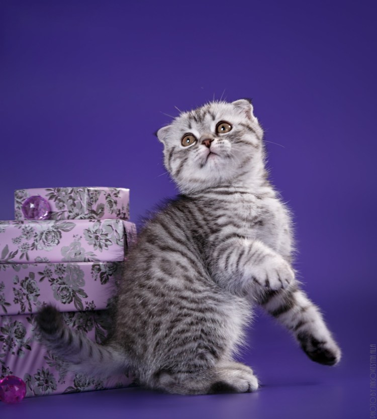 Кошка Шотландская Беля страйт фото и описание