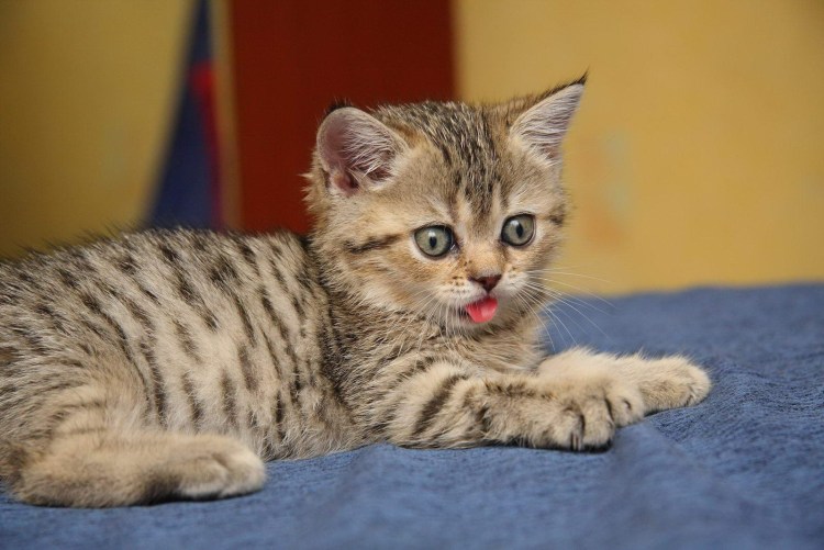 Шотландский скоттиш страйт полосатый