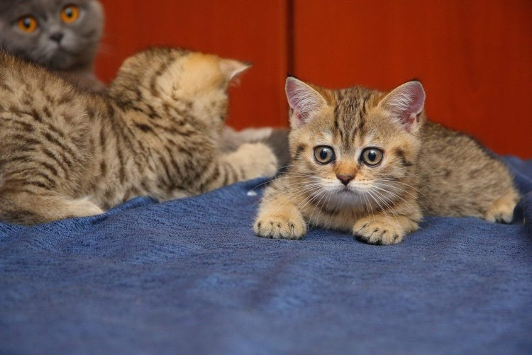 Британская кошка вискас