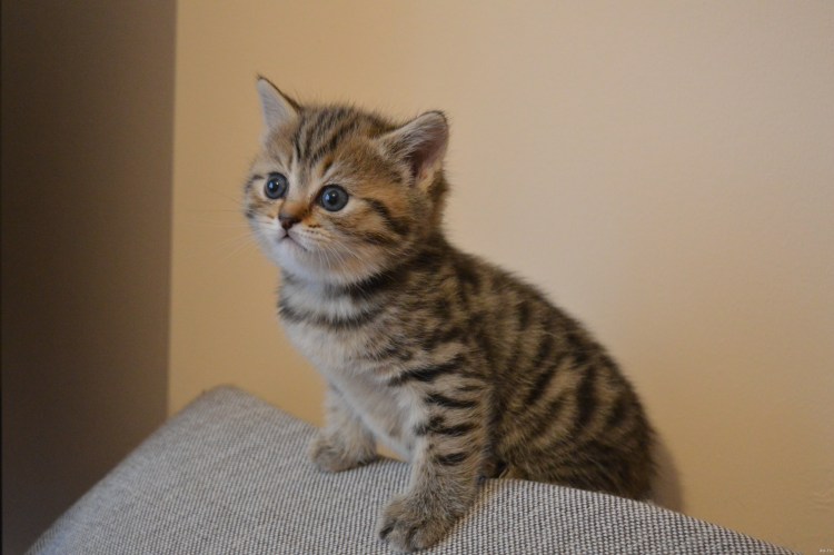 Шотландский скоттиш страйт полосатый