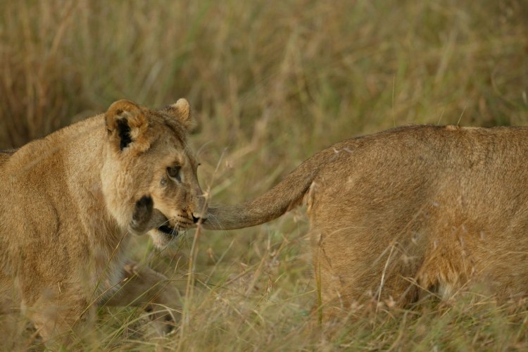 Хвост львенка