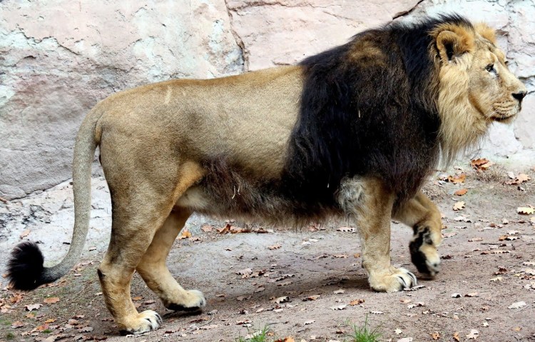 Смеющиеся животные Лев