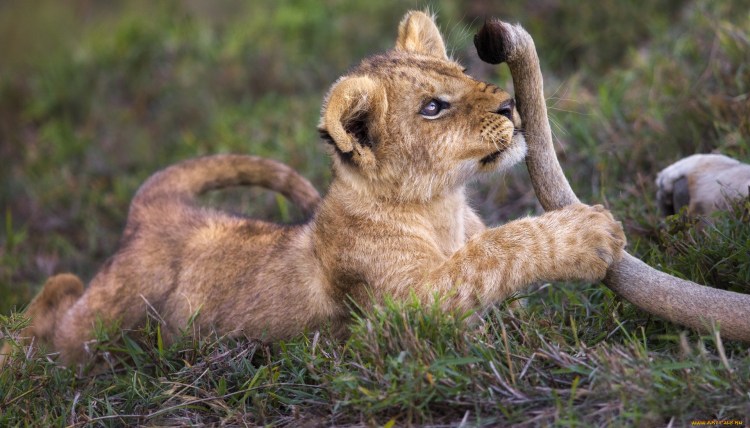 Сенегальский западноафриканский Лев