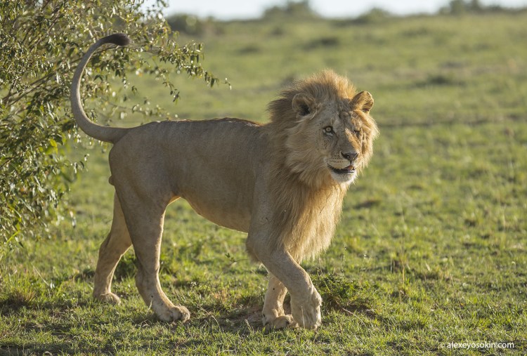 Lion Сенегальский Лев