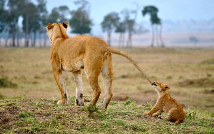 Львица тянется