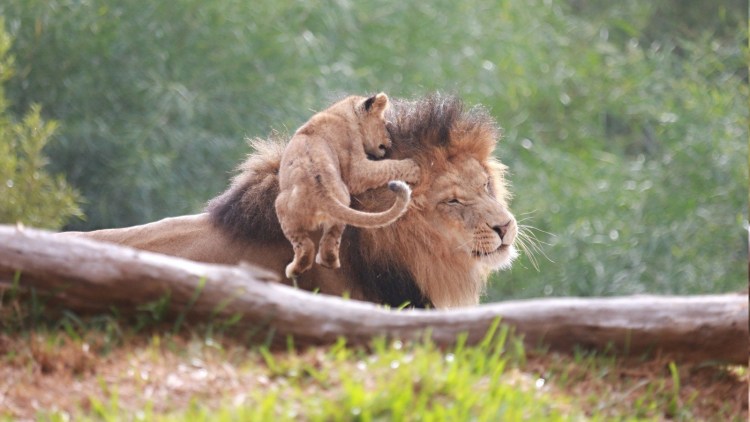 Гордый Лев и Шакал