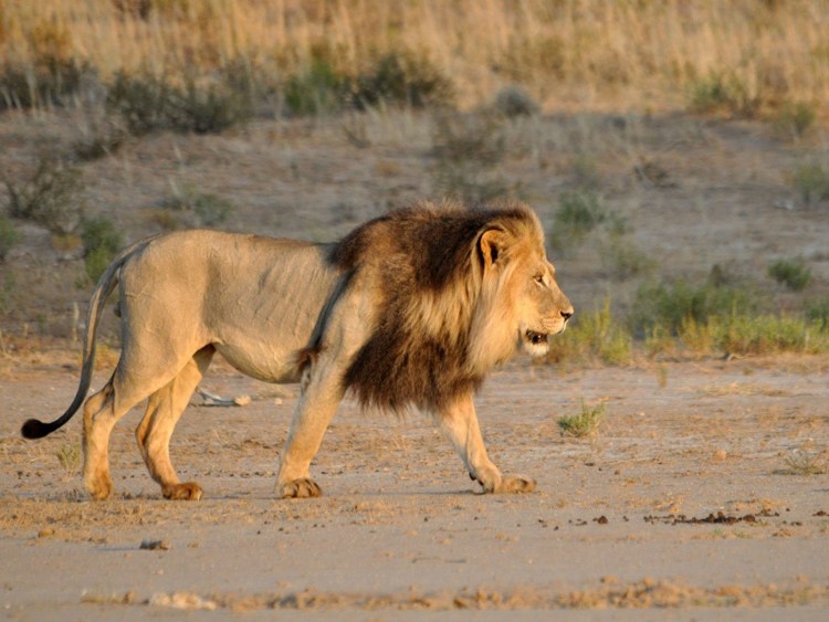 Львица идет