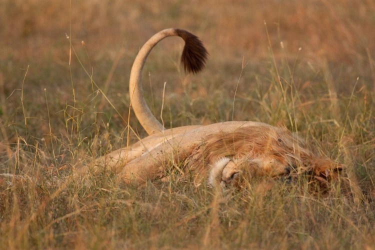 Кисточка на хвосте у Льва