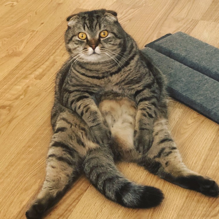 Толстые Шотландские вислоухие коты