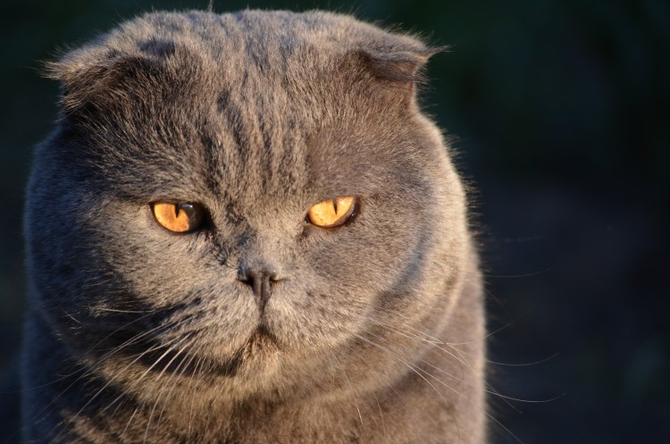 Шотландская вислоухая кошка голубая