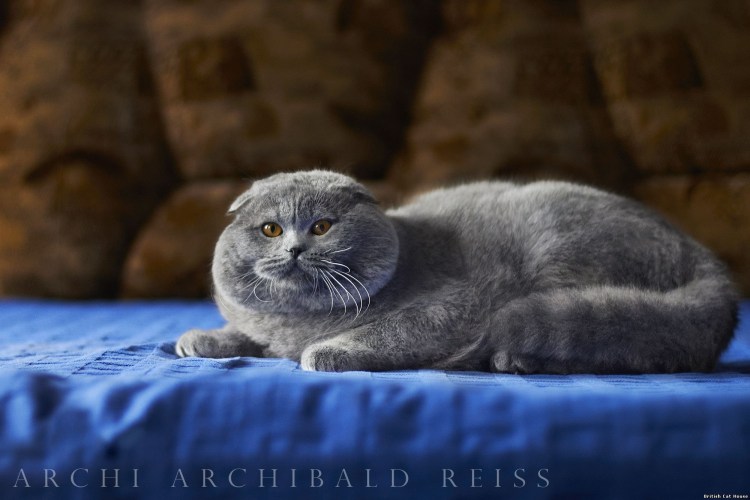 Голубые вислоухие котята