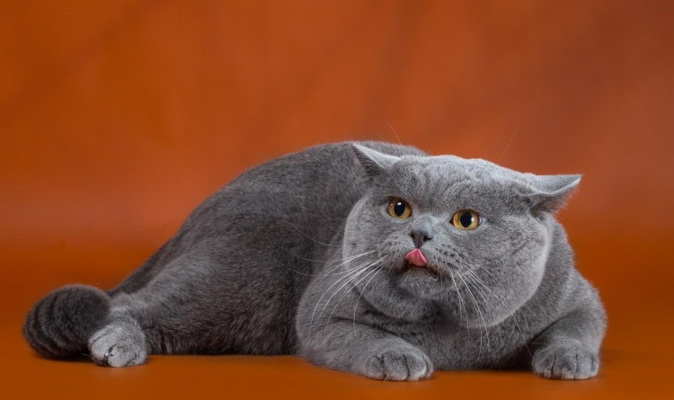 Кот серый британец вислоухий толстый