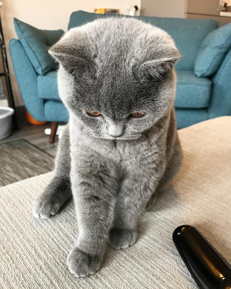 Жирный британский вислоухий кот