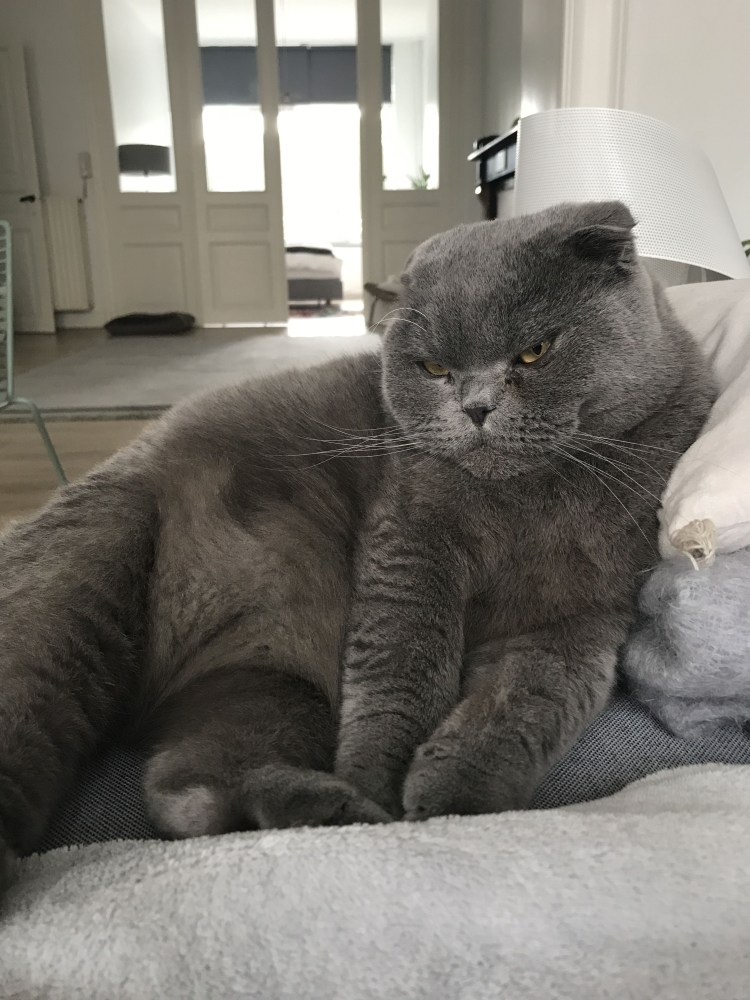 Толстый серый шотландец