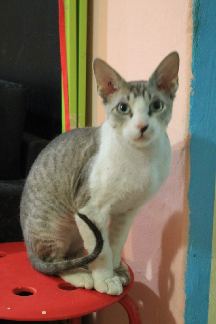 Кот сфинкс с британцем